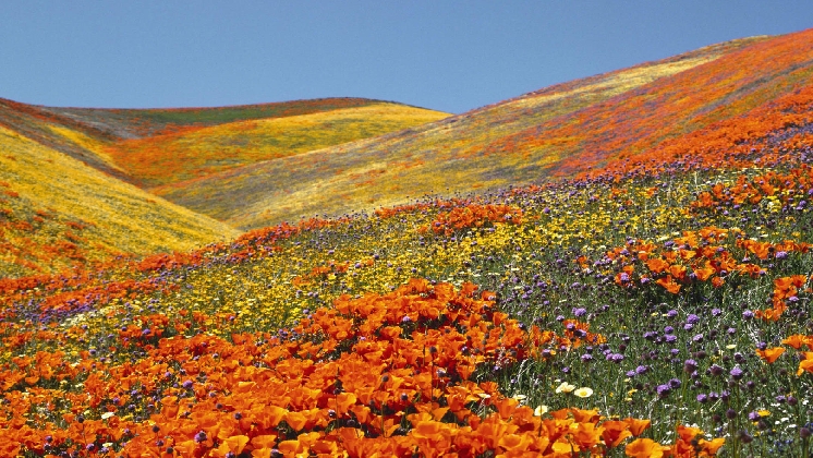 Valley of Flowers, Uttarakhand: Mystically yours